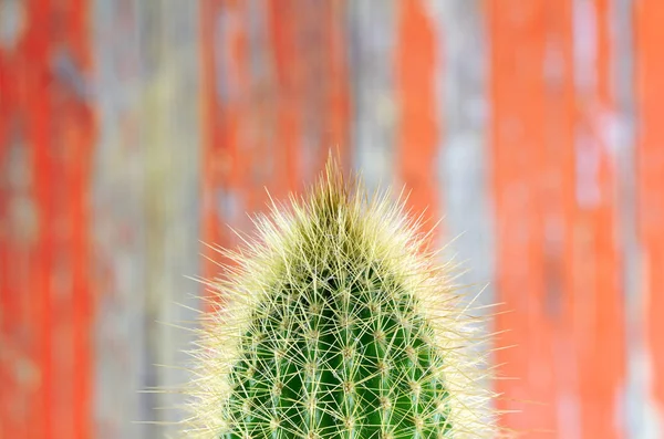 Doornige Cactus close-up voor achtergrond of wallpape — Stockfoto