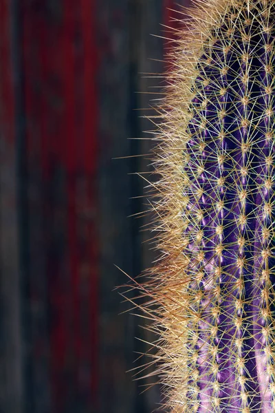 Cactus spinoso primo piano per sfondo o wallpape — Foto Stock
