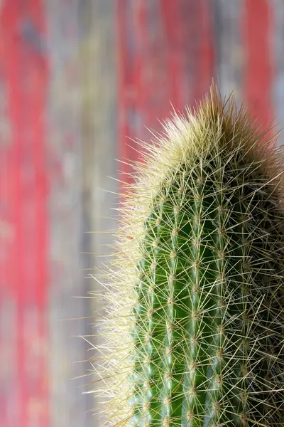 Doornige Cactus close-up voor achtergrond of wallpape — Stockfoto