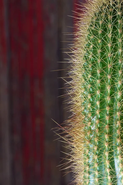 Doornige Cactus close-up voor achtergrond of wallpape — Stockfoto