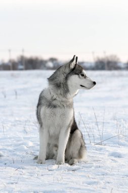 Siberian dış yapraklar doğurmak köpek 