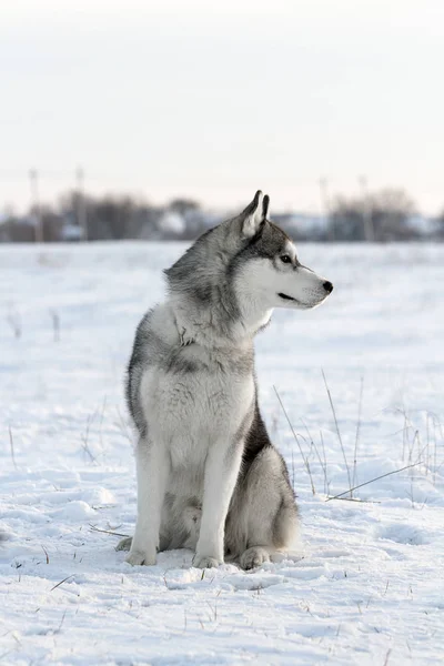 Pes tohoto plemene sibiřský Husky — Stock fotografie