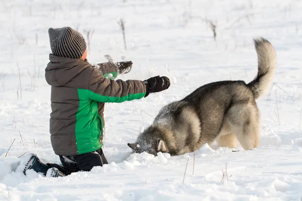 Siberiano Husky raza perro y niño — Foto de Stock