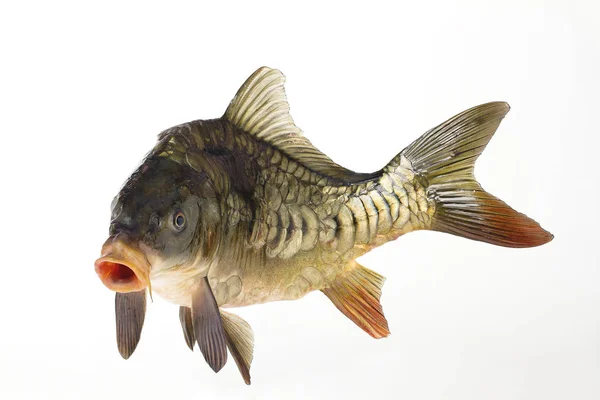 Ζωντανά ψάρια κυπρίνος γκρο πλαν — Φωτογραφία Αρχείου