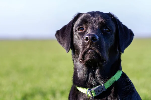 Чорний лабрадор собака в полі Стокова Картинка