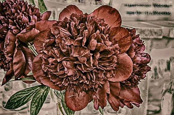 Flowers background. Peonies. Stylization - watercolor.