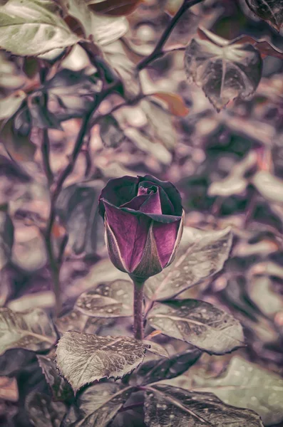 Background. Roses. Flowers. .Vintage.