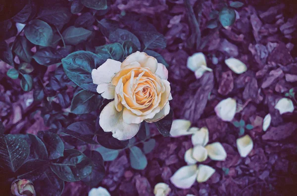 Background. Roses. Flowers. Vintage. DSC_4430