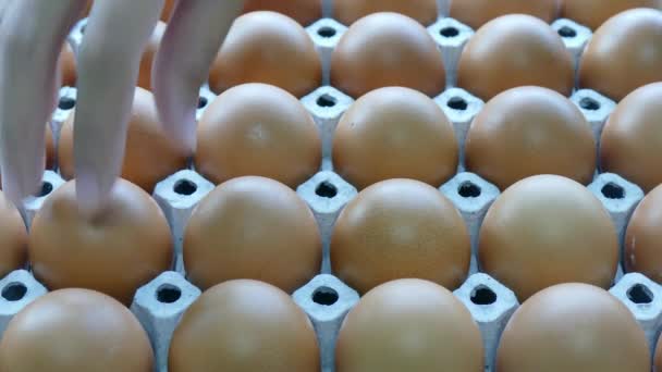 Tomar huevos de cartón a mano — Vídeos de Stock