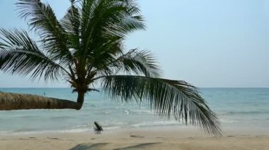 Hindistan cevizi hurma ağacı Beach 