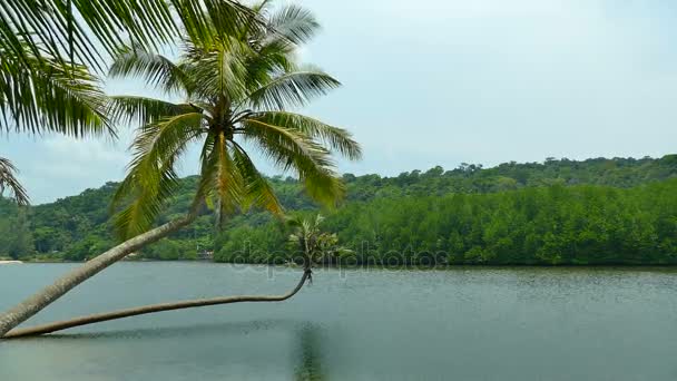 Palmeras de coco en la playa — Vídeos de Stock