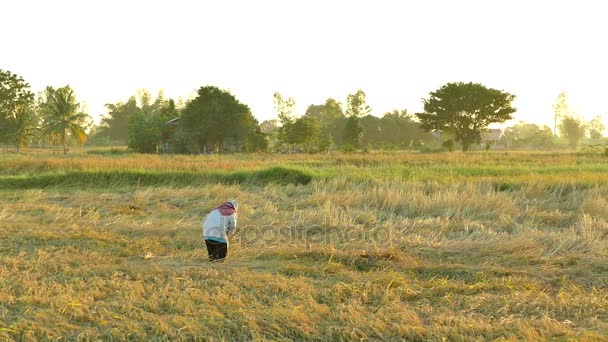 Pirinç hasat işçi — Stok video