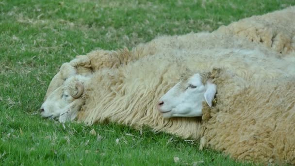 Beautiful Cute Sheep Lying Green Grass — Stock Video