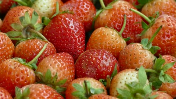 Mucchio Fragola Fresca Sfondo Cibo Video — Video Stock