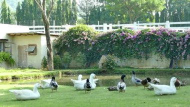 küçük su birikintisi, pastoral kırsal görünümü, video yakınındaki yeşil çimenlerin üzerinde sevimli ördek 