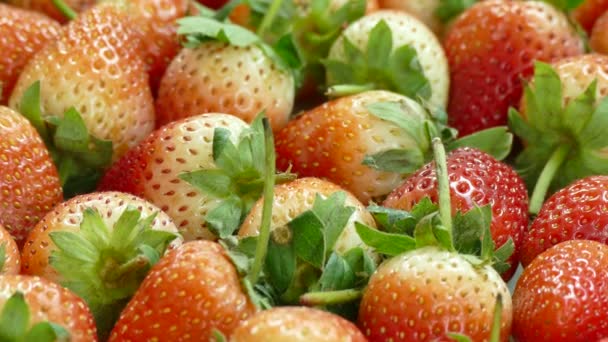 Pile Fresh Strawberry Food Background Video — Stock Video