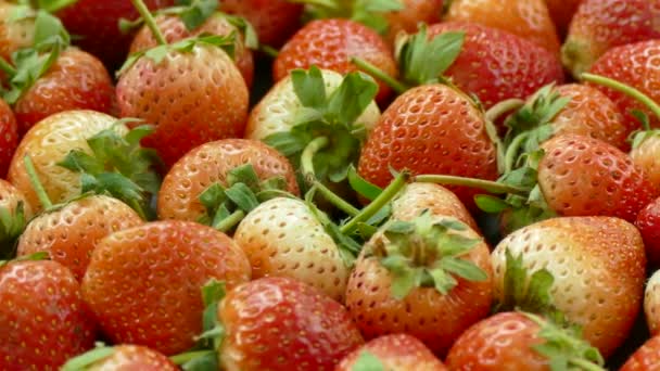 一堆新鲜草莓 食物背景 — 图库视频影像