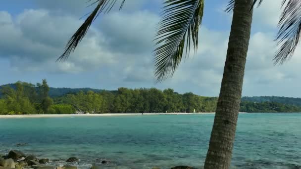 Trópusi Strand Pálmafával Kék Égbolttal — Stock videók