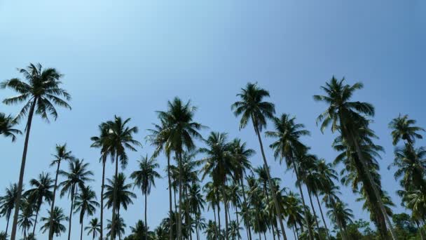 Paisaje Con Palmeras Tropicales Contra Cielo Azul Día Soleado — Vídeos de Stock