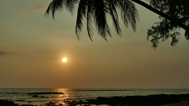 Dalgalar Deniz Palmiye Ağacı Dramatik Gökyüzü Günbatımı Görünümünü — Stok video