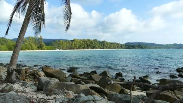 Тропічний Пляж Пальмою Блакитним Небом — стокове відео