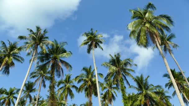 阳光明媚的天 热带棕榈树与蓝天的景观 — 图库视频影像
