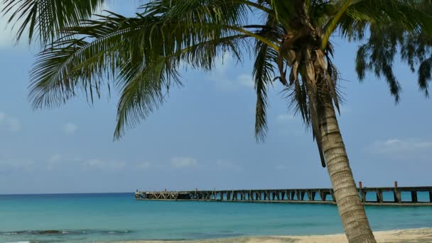 Tropischer Strand Mit Palmen Und Blauen Meereswellen — Stockvideo