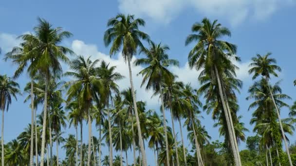Krajobraz Tropikalnych Palm Przeciw Błękitne Niebo Słoneczny Dzień — Wideo stockowe