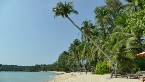 Тропічний Пляж Пальмами Блакитними Океанськими Хвилями — стокове відео