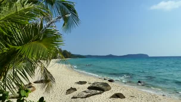 Tropical Beach Palm Trees Blue Ocean Waves — Stock Video