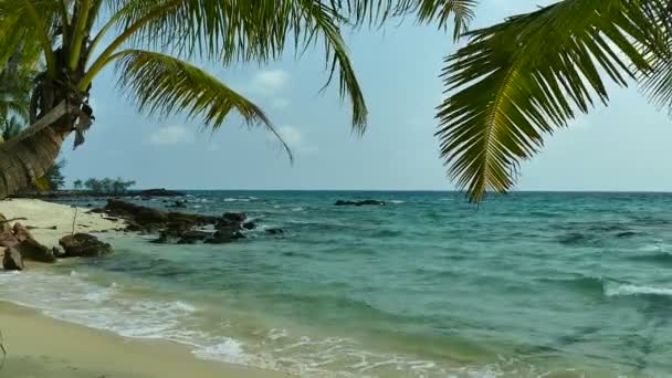 plage tropicale avec palmiers et vagues bleu océan 