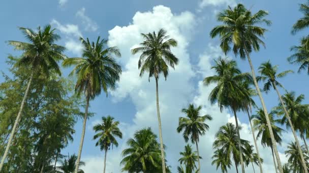 Paisaje Con Palmeras Tropicales Contra Cielo Azul Día Soleado — Vídeo de stock