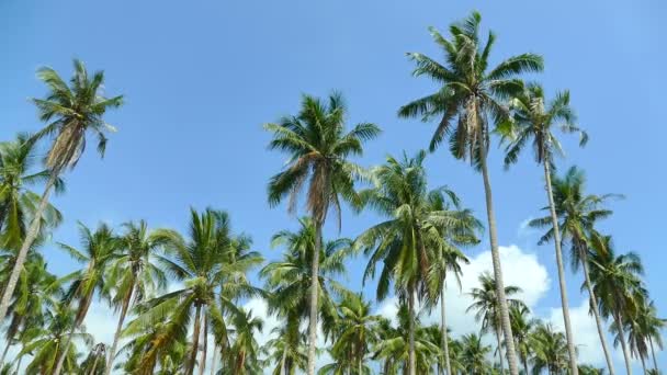 Paisagem Com Palmeiras Tropicais Contra Céu Azul Dia Ensolarado — Vídeo de Stock