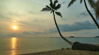 dalgalar deniz, palmiye ağaçları ve dramatik gökyüzü günbatımı görünümünü