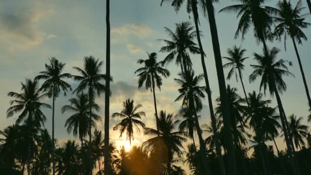 Tropikal Palmiye Ağaçları Ile Günbatımı Manzara — Stok video
