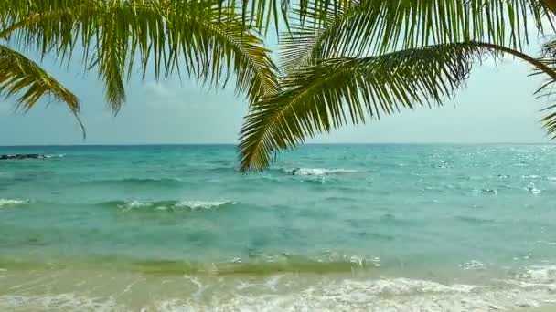 Palmiye Ağaçları Mavi Okyanus Dalgaları Ile Güzel Deniz Manzarası — Stok video