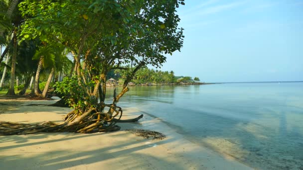 Tropisch Strand Met Palmbomen Blauwe Oceaan Golven — Stockvideo