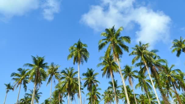 Landschap Met Tropische Palmbomen Tegen Blauwe Hemel Een Zonnige Dag — Stockvideo
