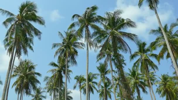 阳光明媚的天 热带棕榈树与蓝天的景观 — 图库视频影像
