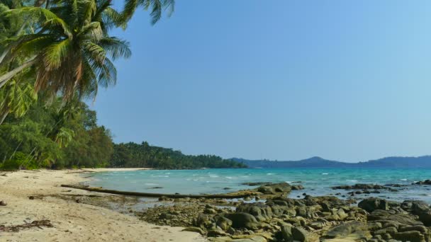 Stenen Zanderige Strand Palm Bomen Actuele Paradijs — Stockvideo