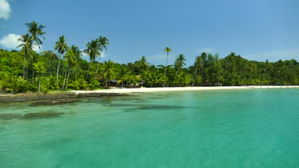 plage tropicale avec palmiers et vagues bleu océan 