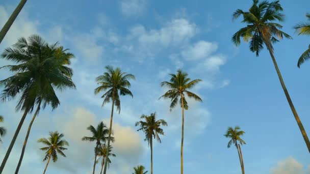 Landschaft Mit Tropischen Palmen Vor Blauem Himmel Einem Sonnigen Tag — Stockvideo