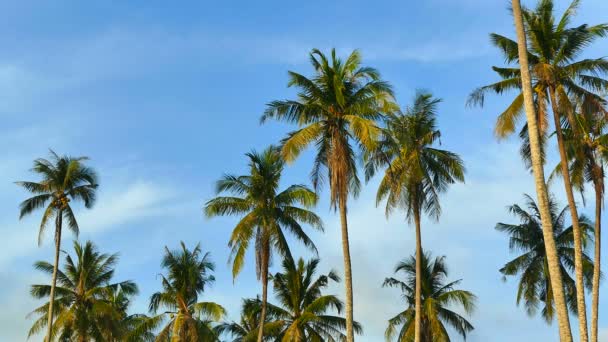 Paysage Avec Des Palmiers Tropicaux Contre Ciel Bleu Par Une — Video