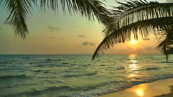 Закат Вид Морские Волны Пальмы Впечатляющее Небо — стоковое видео