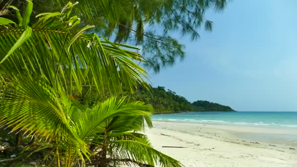 Tropikalnej Plaży Palmami Fale Niebieski Ocean — Wideo stockowe