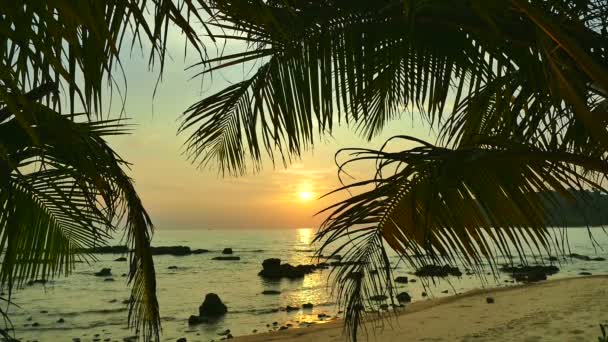 Vista Atardecer Olas Marinas Palmeras Cielo Dramático — Vídeos de Stock