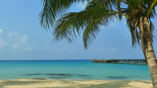 Praia Tropical Com Palmeira Ondas Azuis Oceano — Vídeo de Stock