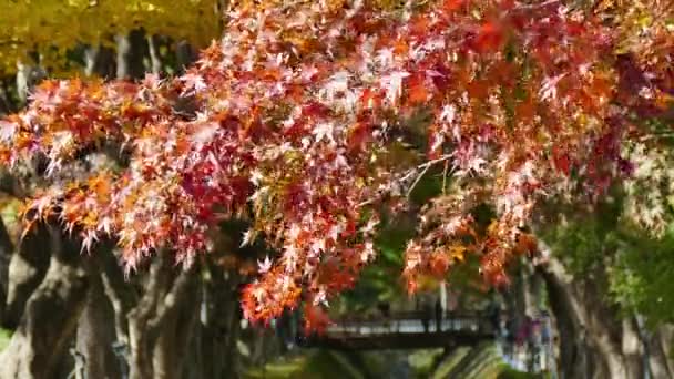 Zweige Mit Rotem Herbstlaub — Stockvideo