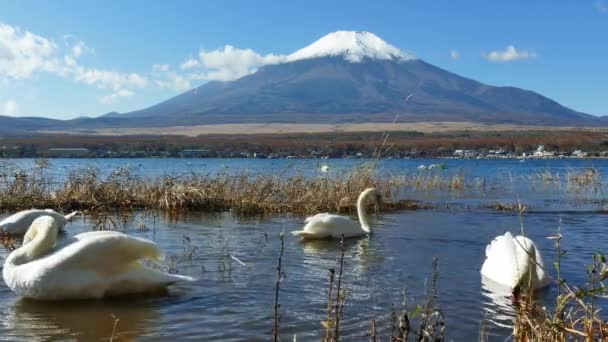 Κύκνοι Στη Λίμνη Yamanakako Στην Ιαπωνία Βουνό Fuji Στο Παρασκήνιο — Αρχείο Βίντεο