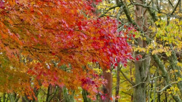 Gałęzie Czerwonych Liści Jesienią — Wideo stockowe